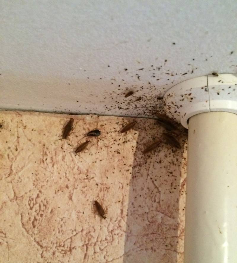 Навсегда избавиться от тараканов в общежитии
