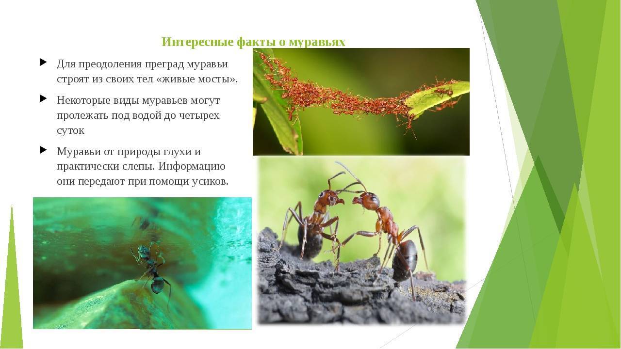 Древнейшие насекомые на земле: 10 интересных фактов о муравьях