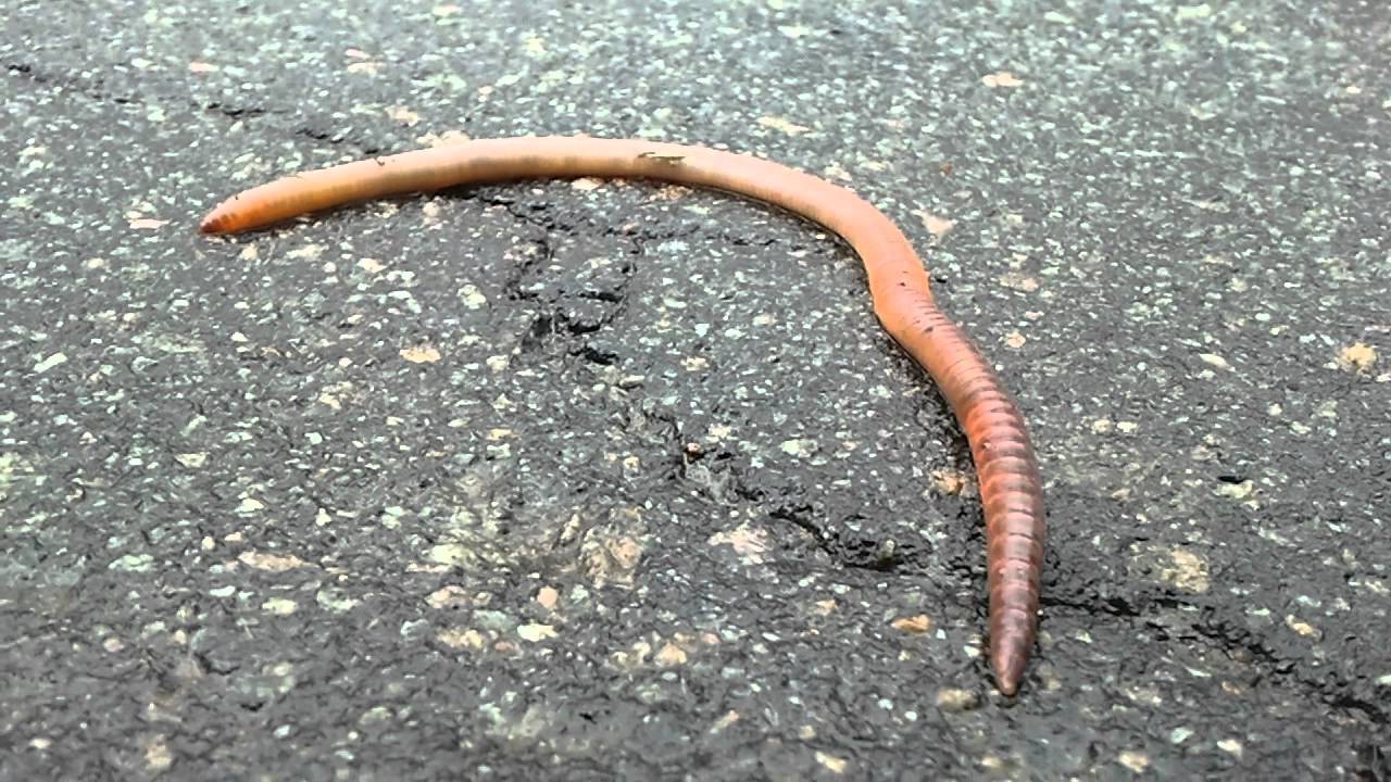 Почему дождевой червь выползает во время дождя – почему после дождя черви выползают на дорогу