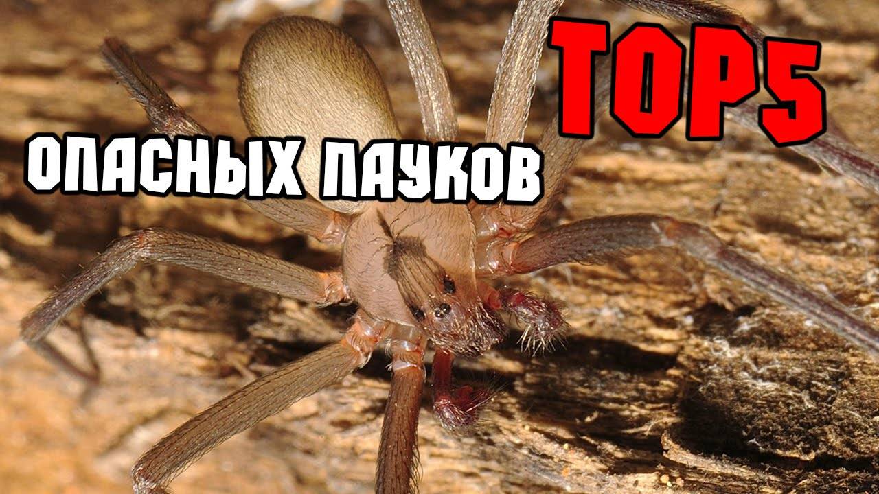 Топ-10 самый страшный паук в мире