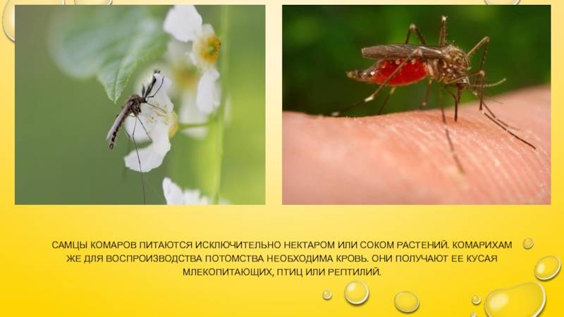 Комары какая группа крови. Самец комара. Самки комаров. Самка комара. Самцы комаров питаются.
