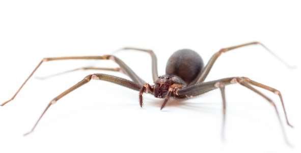 Коричневый паук-отшельник: где встречается, чем опасен укус, меры предосторожности