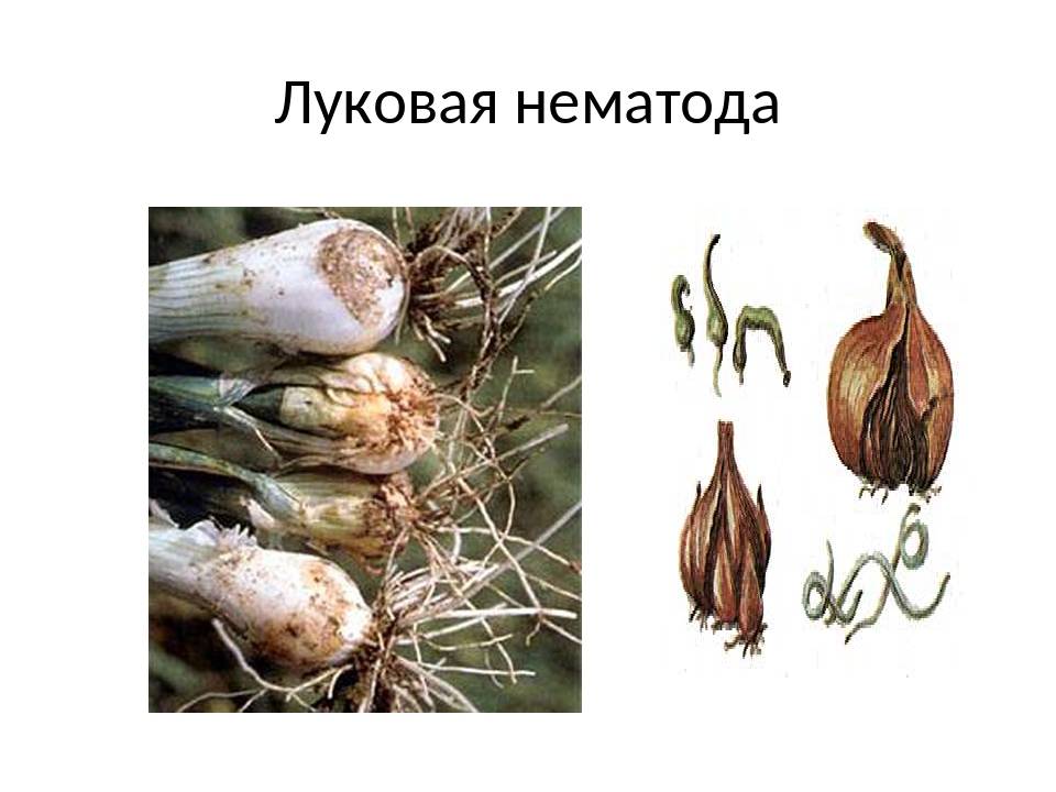 Картофельная нематода, описание и меры борьбы с вредителем