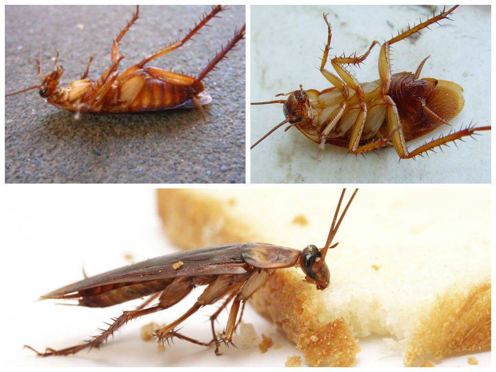 Куда делись тараканы: почему исчезли из больших городов и куда ушли?