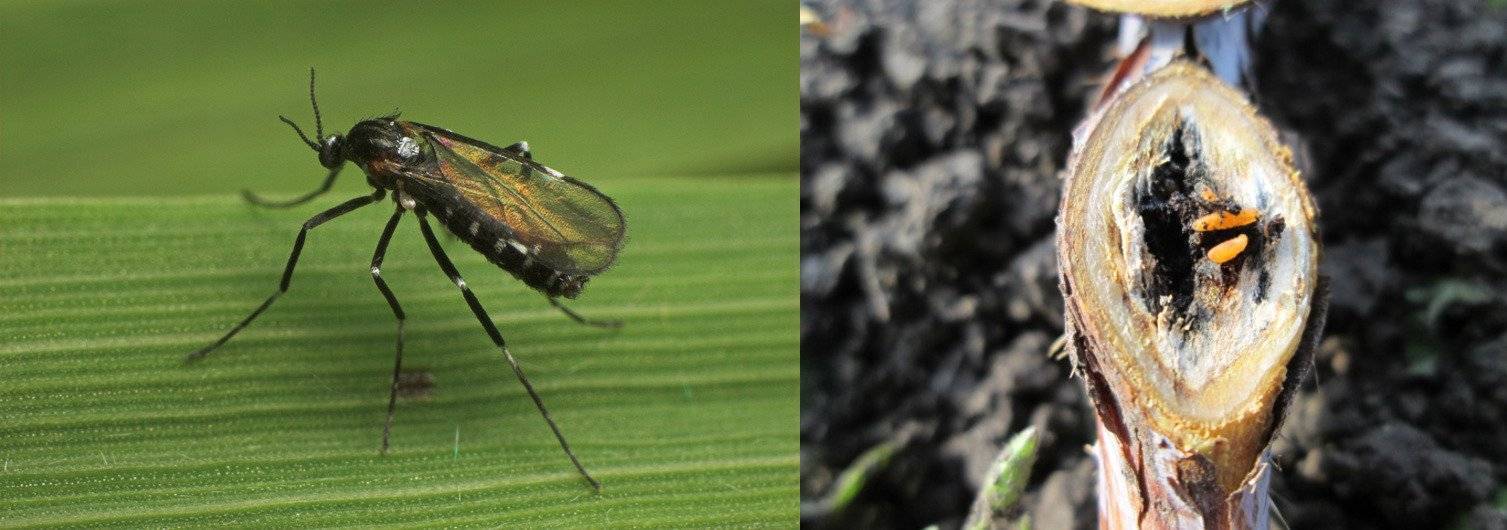 Малинная муха: профилактика и методы борьбы