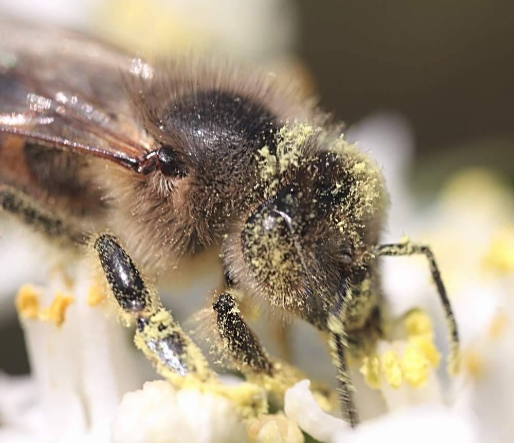 Враги пчел – список, описание, фото и видео  - «как и почему»