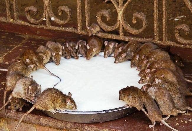 Как вывести из дома крыс