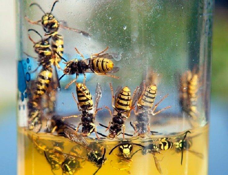 Песочные осы: жизненный цикл, питание и вред от насекомых для человека