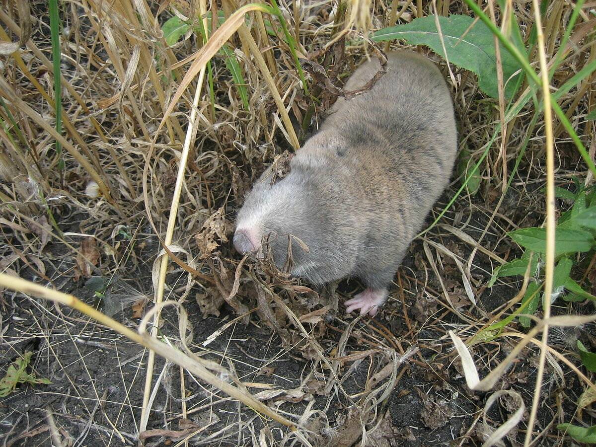 Крысы на даче, в огороде, на садовом участке и как от них избавиться
