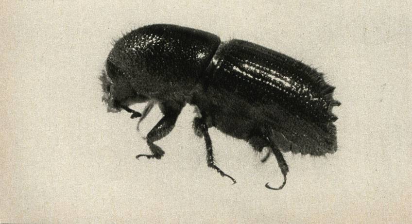 Короед-типограф: жук – стволовой вредитель ели и других хвойных