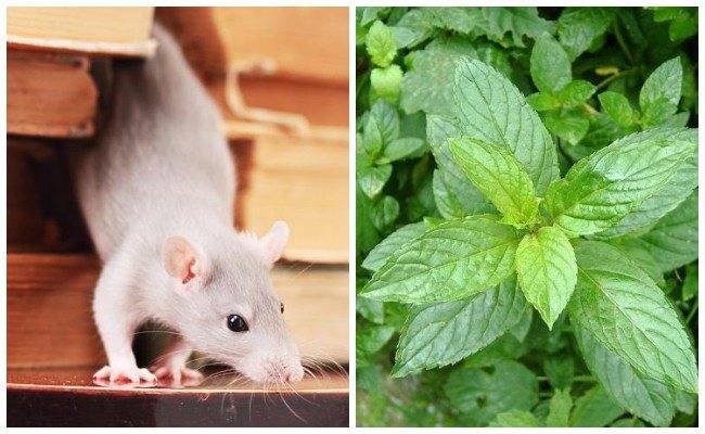 Какая трава поможет отпугнуть крыс и мышей?