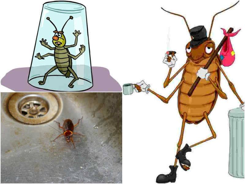Чего боятся тараканы: запахи и народные средства в борьбе с вредителями в квартире