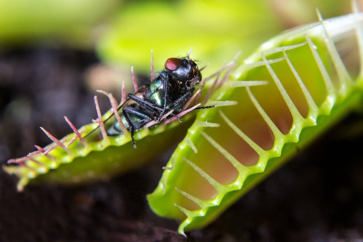 Цветок, который ест мух: название, фото и описание