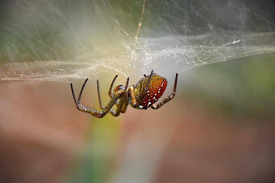Классификация паукообразных. значение в природе и жизни человека паукообразных