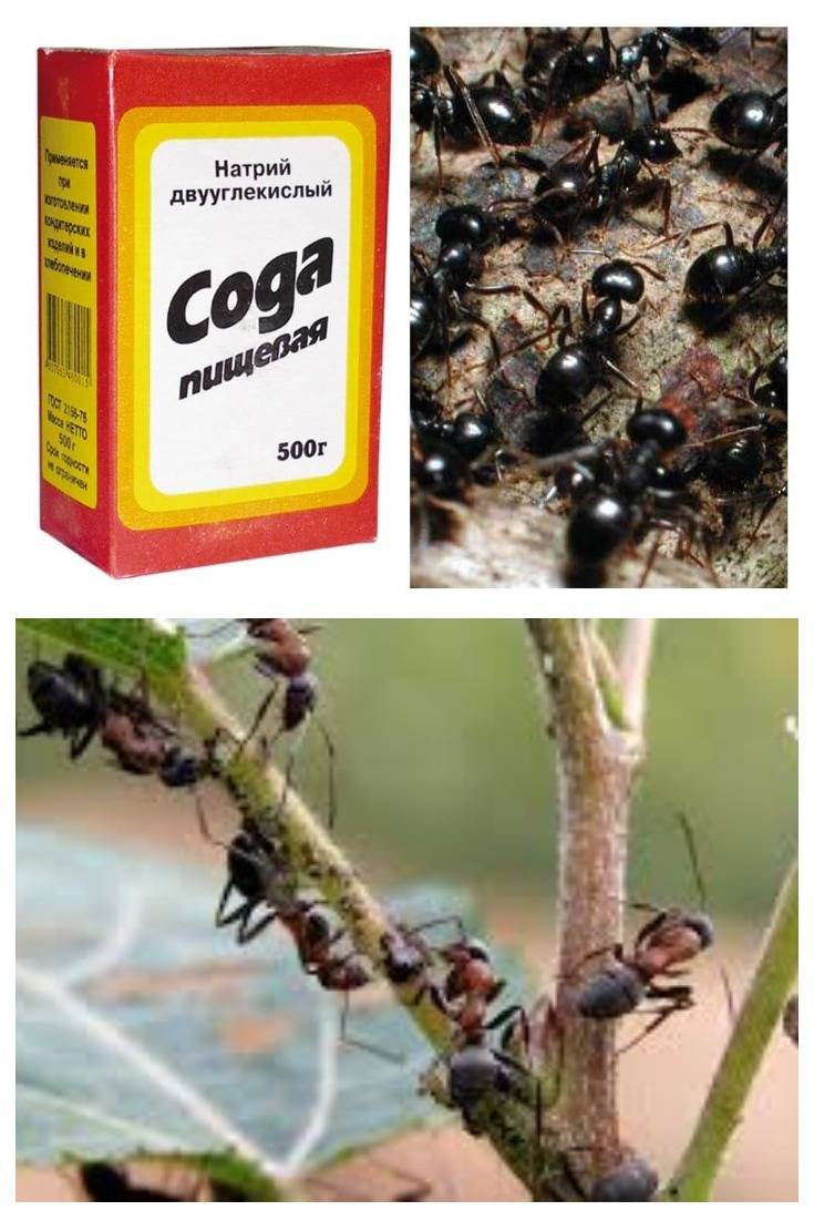 Как избавиться от муравьев: сода и другие лучшие домашние средства