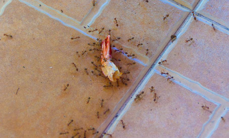 Домашние муравьи в квартире: причины появления, как избавиться, фото русский фермер