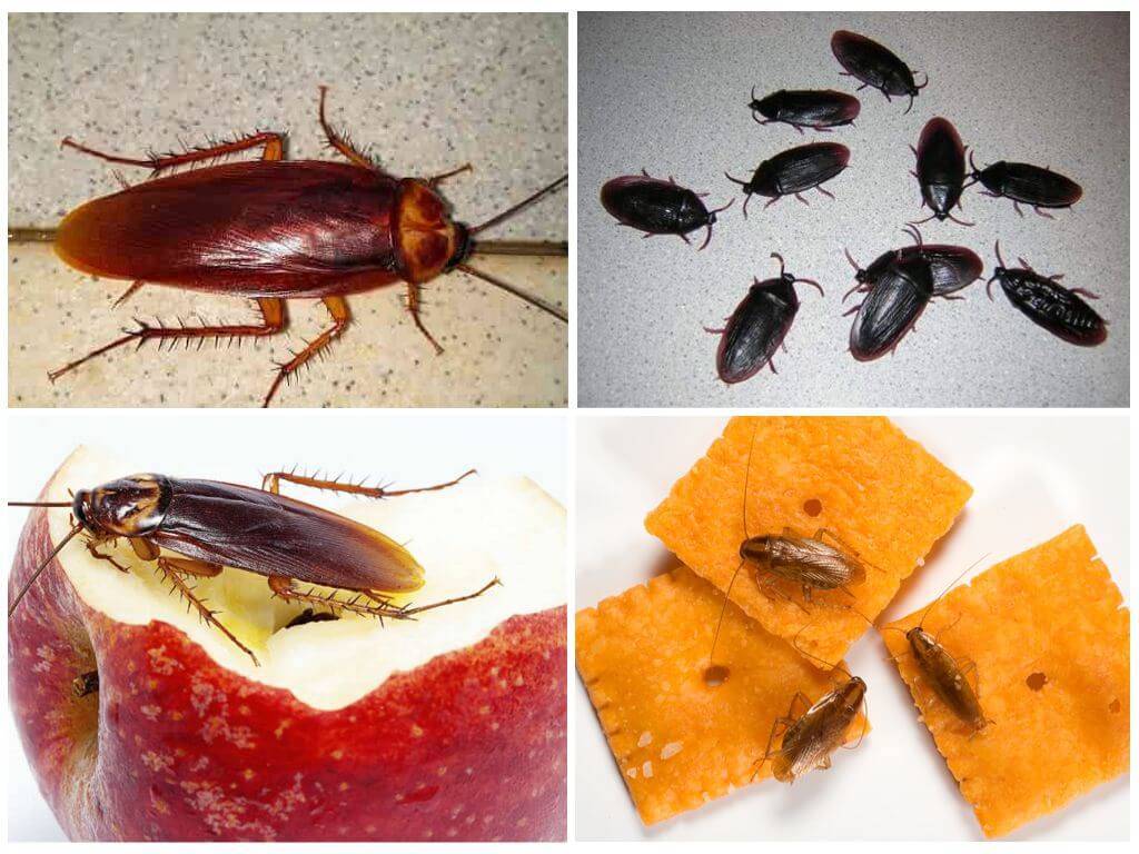 Сколько живут тараканы домашние без еды, воды и головы