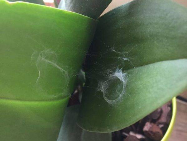 Паутинный клещ на орхидее: причины, лечение, профилактика
