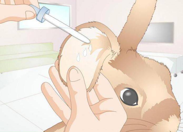 Профилактика и лечение ушного клеща у кроликов