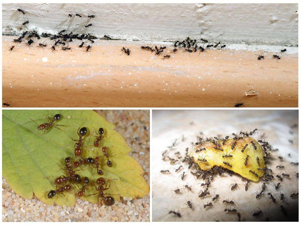 Как избавиться от муравьев в квартире в домашних условиях – womanistka.ru