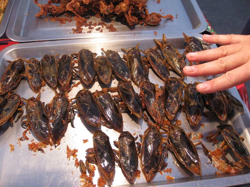 Тараканы - как готовить мадагаскарских тараканов