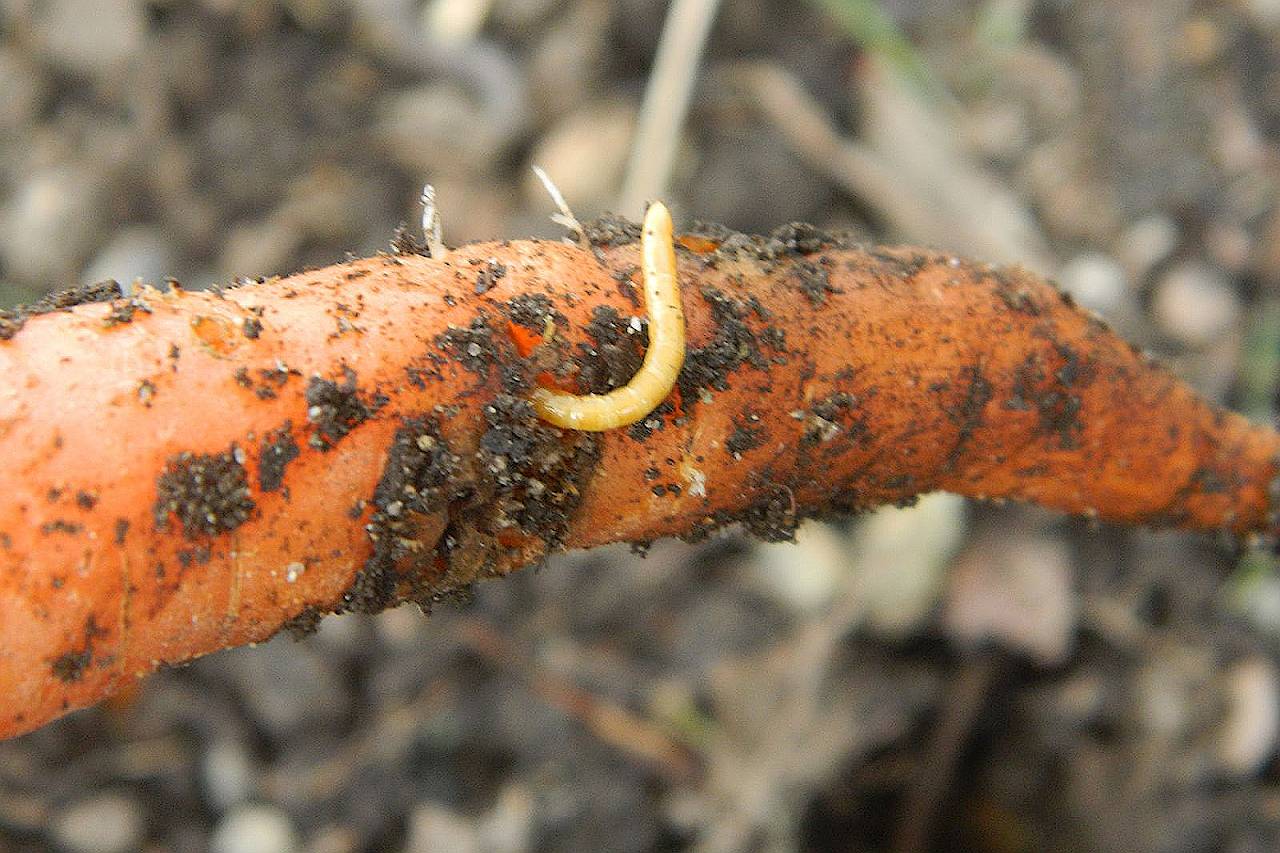 Морковная муха: как быстро с ней бороться?
