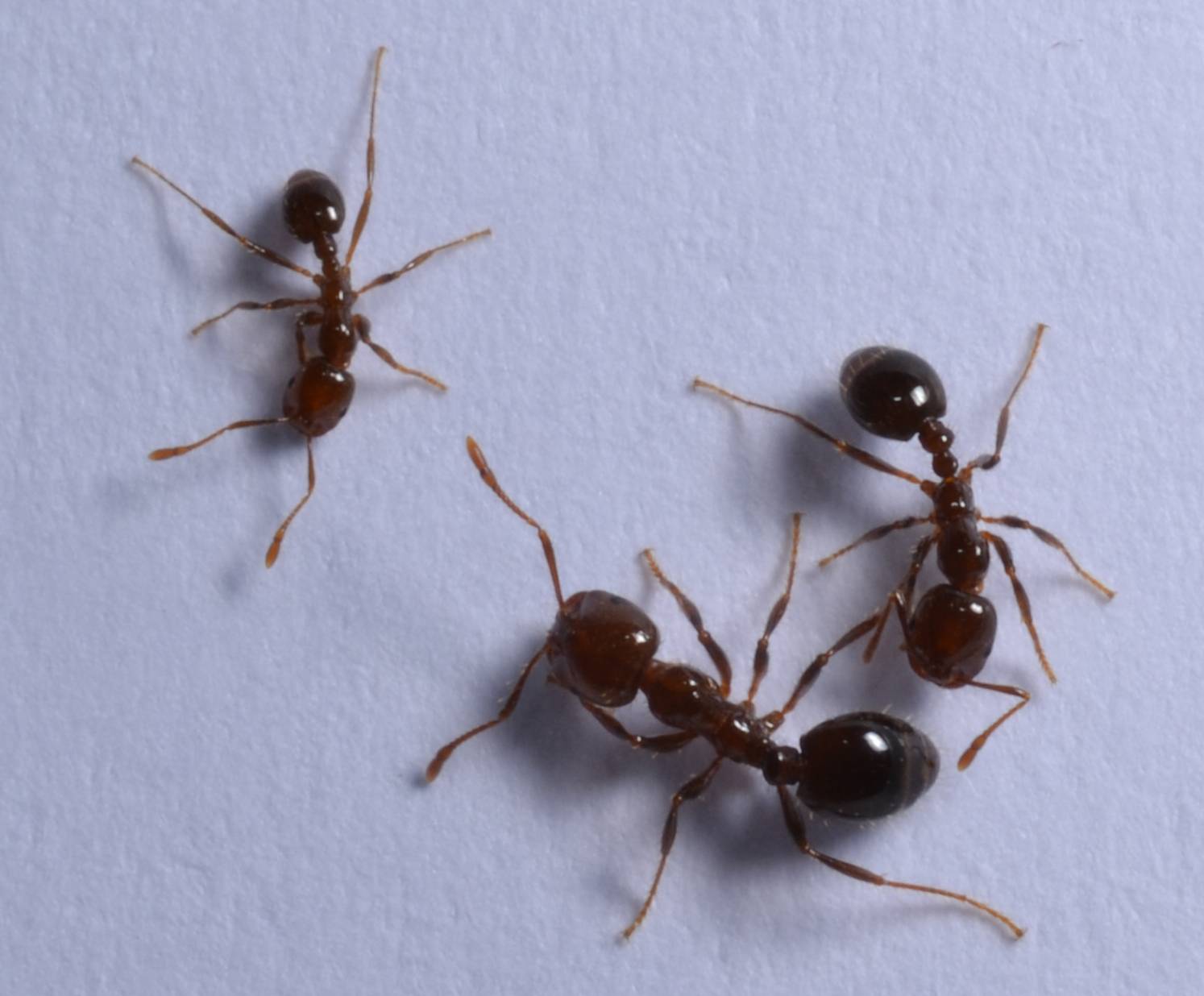 Маленькие насекомые – большие проблемы: эффективные способы борьбы с рыжими муравьями дома, в саду и на огороде