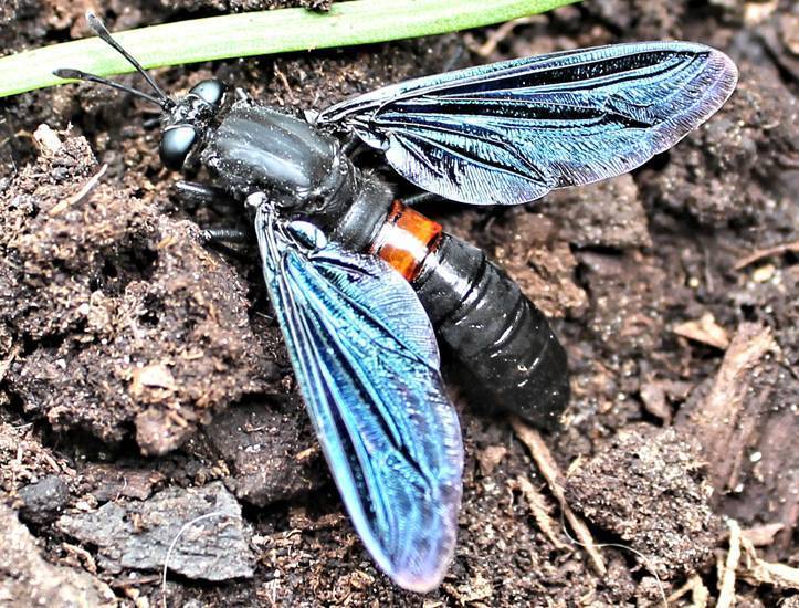 Самая большая муха в мире: характеристика и фото
