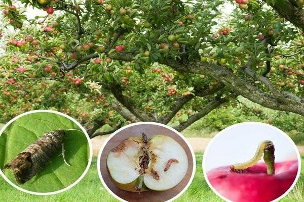 Средства от яблоневой плодожорки – выбор из топ-13 инсектицидов