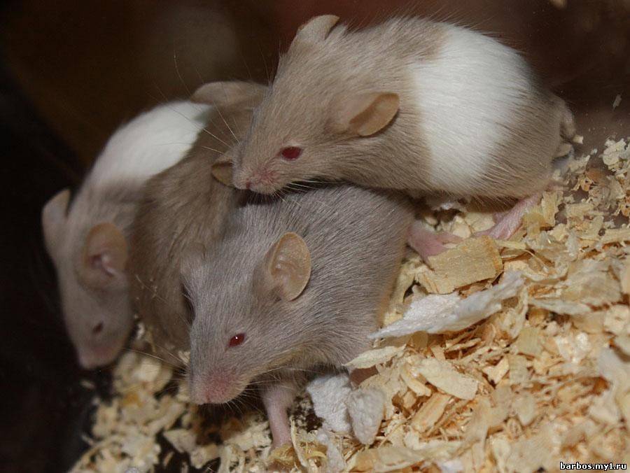 Откуда мыши в квартире и как их вывести