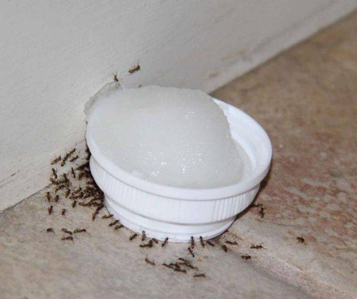 Чем вывести муравьев из бани