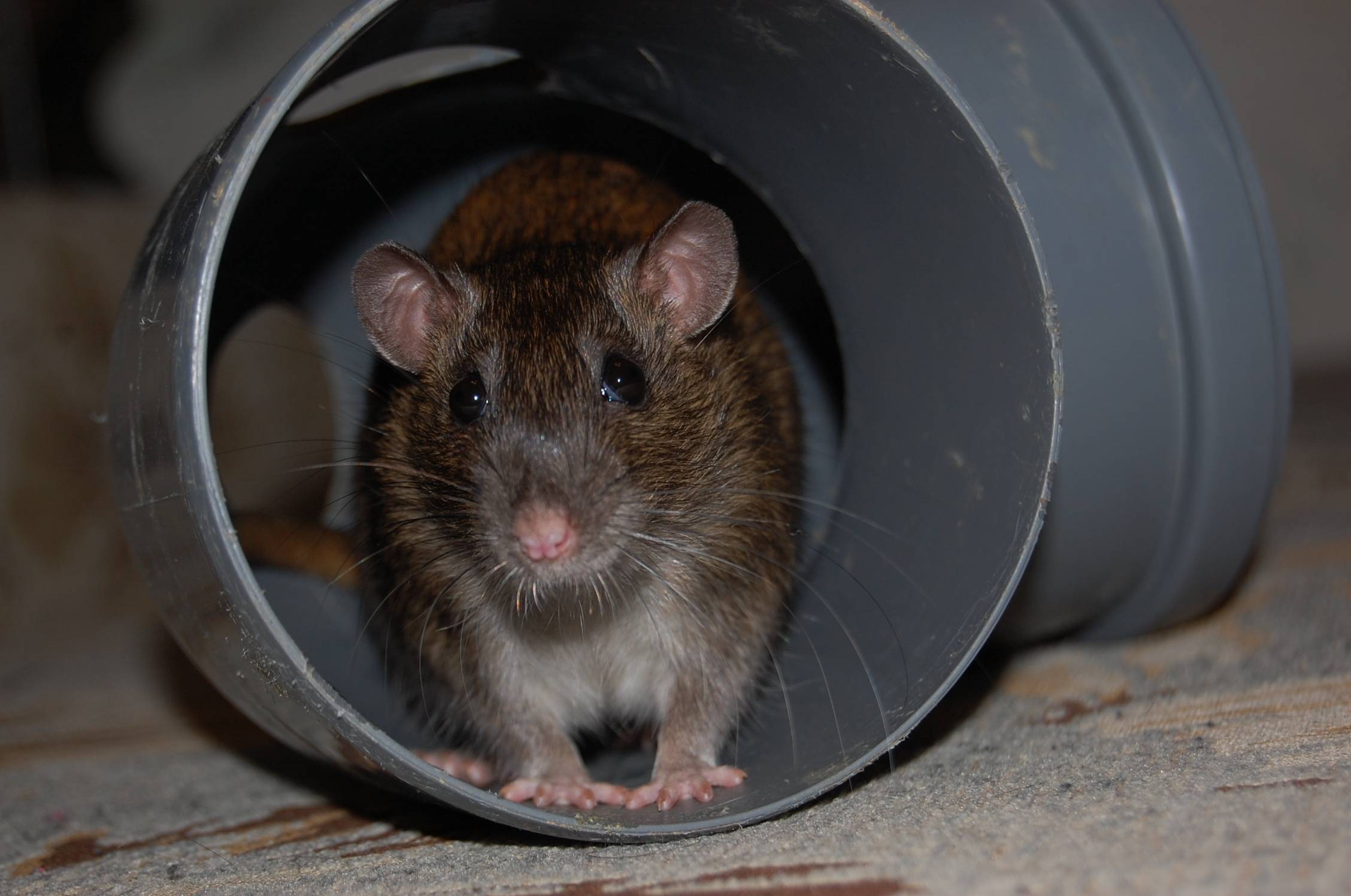 Все о крысах - интересные факты, виды и их описание