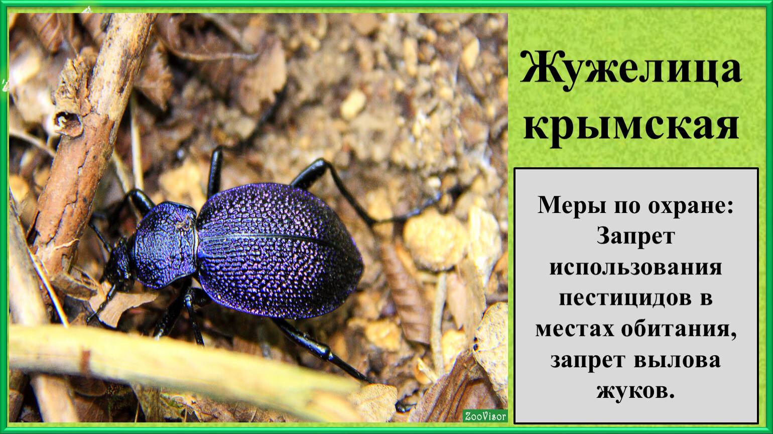 Жужелица кавказская из красной книги, фото и описание жука, в какой природной зоне обитает, как выглядит