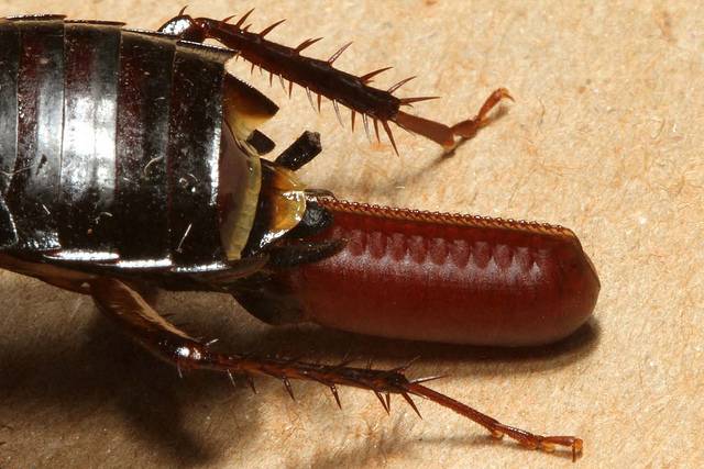 Продолжительность жизни рыжих и черных тараканов в различных условиях