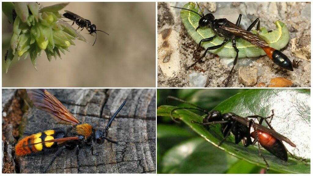 Черная оса: место обитания, вред и польза, опасны ли чёрные осы для человека
