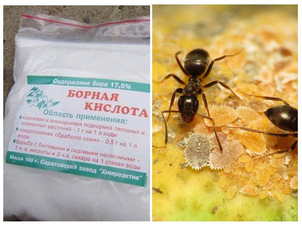 Поможет ли от муравьев борная кислота, как ее приготовить