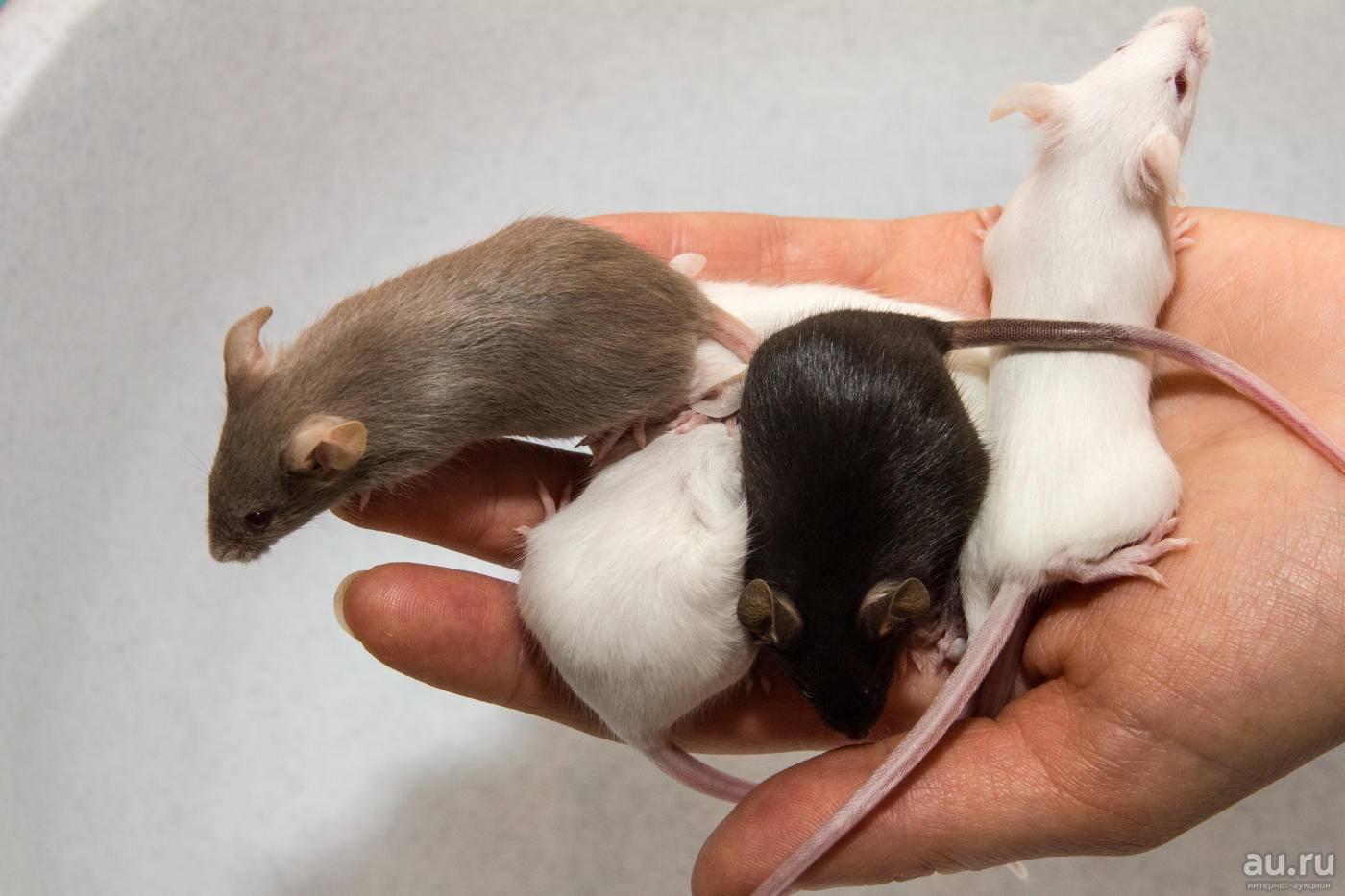 Как размножаются мыши: сколько мышат рожает мышь за раз, как часто?