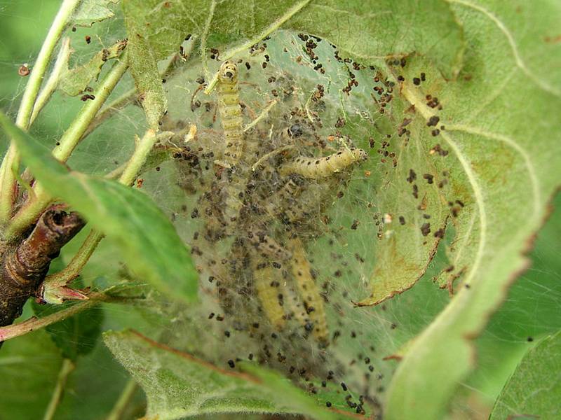 Яблонная моль: описание и вред от насекомого