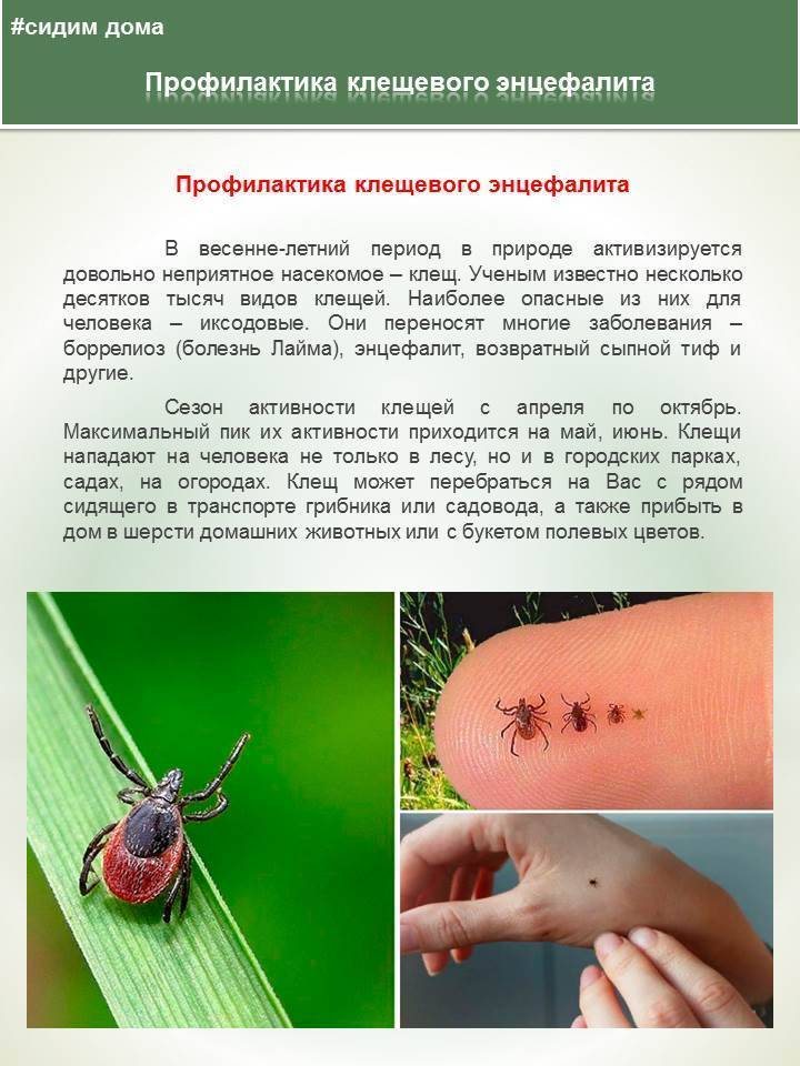 Врач-инфекционист наталья прохорова рассказала как действовать при укусе клеща