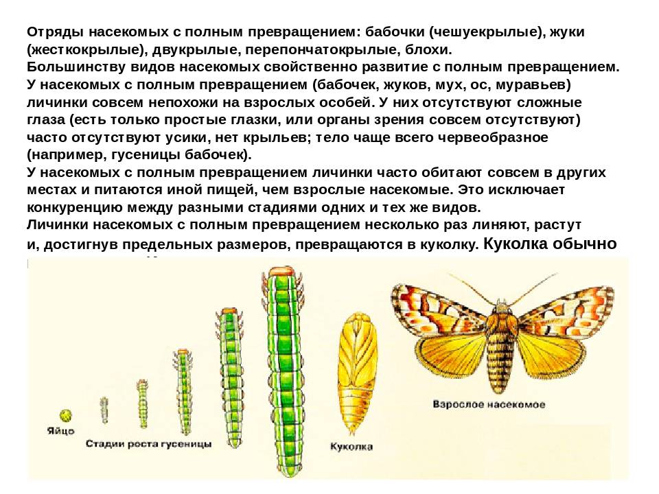 Презентация стадии развития насекомых