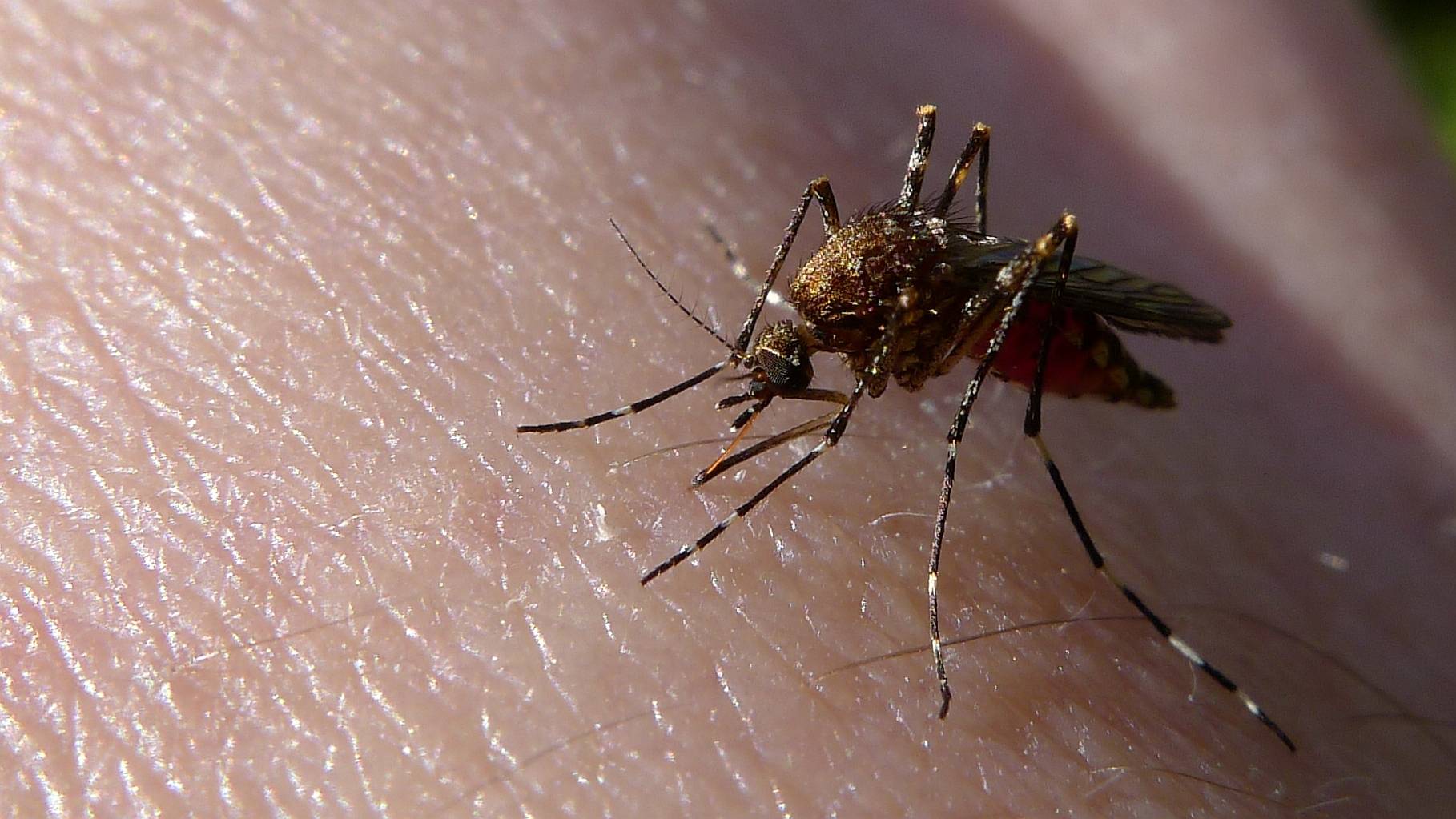 Почему некоторых людей не кусают комары. интересные факты о комарах, или за что уважать кровососа