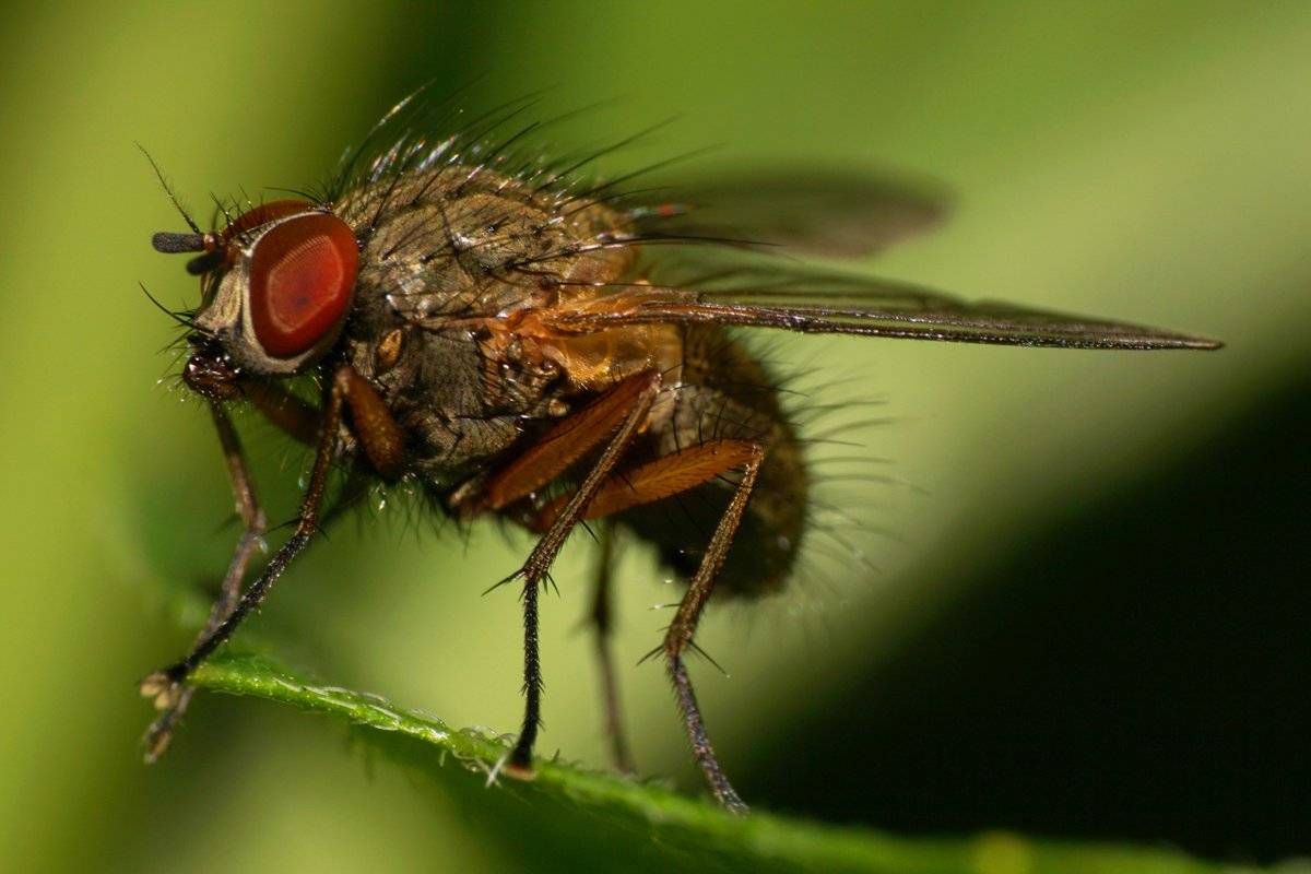 Жигалка осенняя – кусающаяся муха. описание осенней мухи жигалки