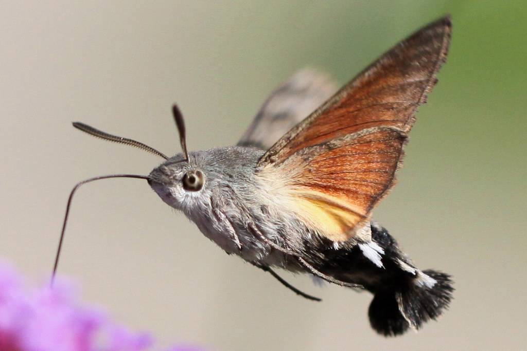 Бражник бабочка насекомое. образ жизни и среда обитания бражника. винный бражник – образ жизни редких бабочек и гусениц