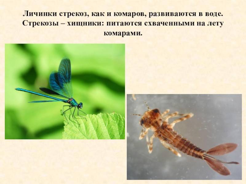 Все о комарах — основные виды, развитие личинок. как называется и чем питается личинка комара