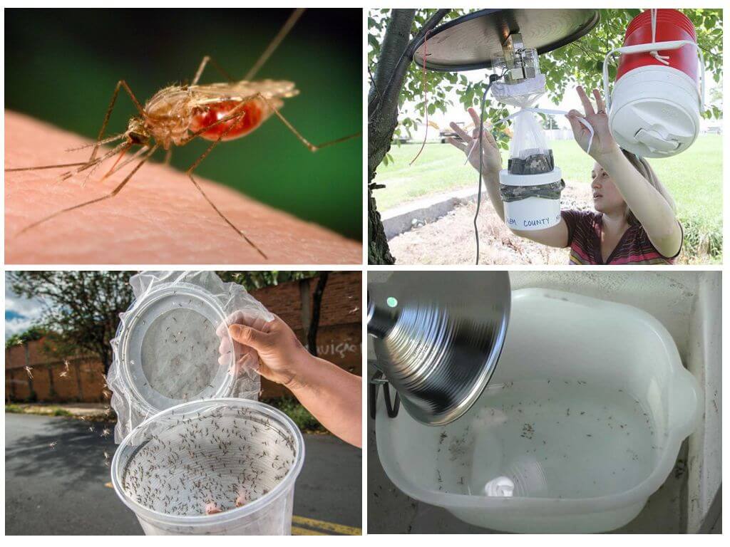 Самодельная ловушка для комаров – пошаговая инструкция по изготовлению разных видов изделия