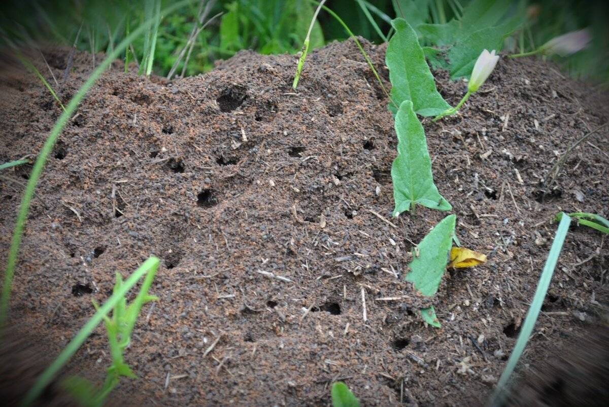 Пищевая сода - средство от муравьев в огороде