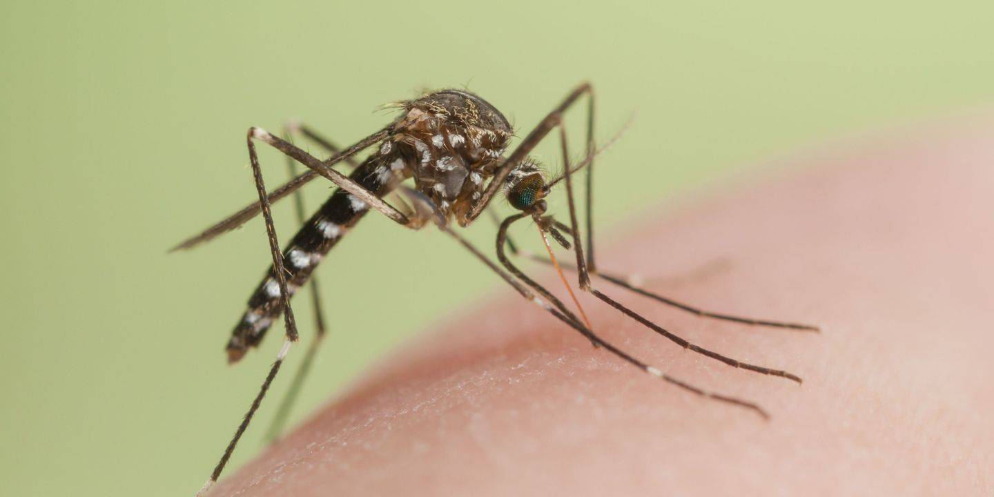 Комары: откуда берутся, как размножаются, чем питаются и как выглядят на разных стадиях развития - личинки и имаго, фото
