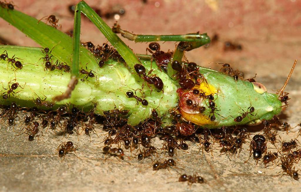 Чем питаются муравьи в зависимости от места обитания и породы