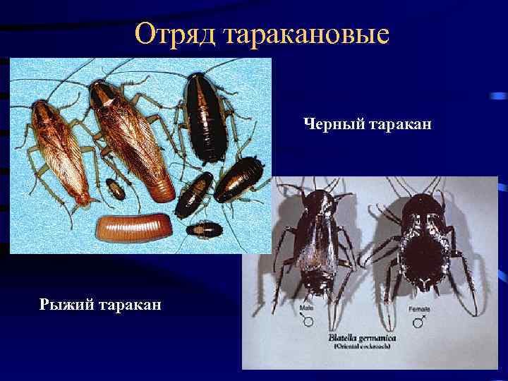 Как избавиться от тараканов в частном доме проверенные способы