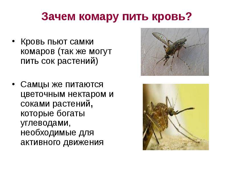 Жаксылыкова р.д вредоносное значение клещей для человека. ч iii. 2007 / allergy.kz